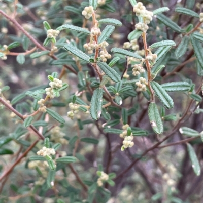 Pomaderris angustifolia (Pomaderris) at Cavan, NSW - 10 Jul 2024 by JaneR