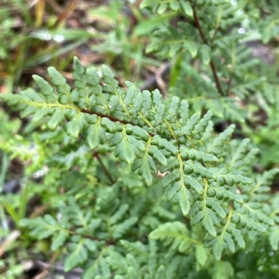 Cheilanthes sieberi subsp. sieberi (Mulga Rock Fern) at Cavan, NSW - 10 Jul 2024 by JaneR