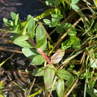 Lythrum hyssopifolia (Small Loosestrife) at Cavan, NSW - 2 Aug 2024 by JaneR