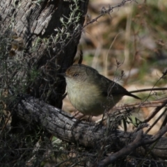 Acanthiza reguloides (Buff-rumped Thornbill) at Watson, ACT - 2 Aug 2024 by SteveBorkowskis