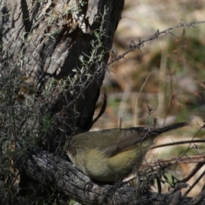 Acanthiza reguloides at Watson, ACT - 2 Aug 2024