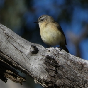 Acanthiza chrysorrhoa at Watson, ACT - 2 Aug 2024