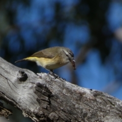 Acanthiza chrysorrhoa at Watson, ACT - 2 Aug 2024