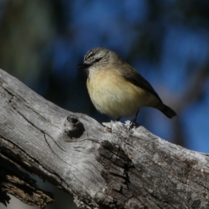 Acanthiza chrysorrhoa at Watson, ACT - 2 Aug 2024