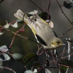 Ptilotula fusca (Fuscous Honeyeater) at Watson, ACT - 2 Aug 2024 by SteveBorkowskis