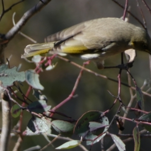 Ptilotula fusca at Watson, ACT - 2 Aug 2024