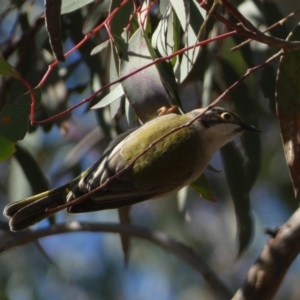 Melithreptus brevirostris at Watson, ACT - 2 Aug 2024