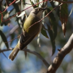 Melithreptus brevirostris at Watson, ACT - 2 Aug 2024 02:45 PM