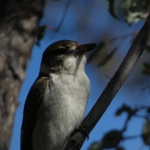 Cracticus torquatus at Watson, ACT - 2 Aug 2024 02:58 PM