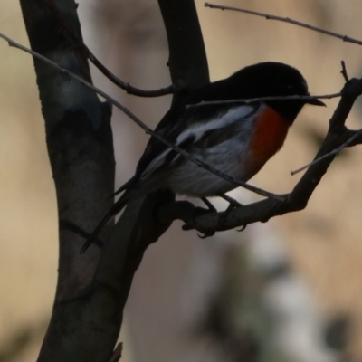 Petroica boodang (Scarlet Robin) at Watson, ACT - 2 Aug 2024 by SteveBorkowskis