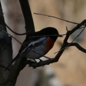 Petroica boodang at Watson, ACT - 2 Aug 2024 03:54 PM