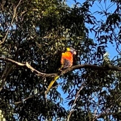 Trichoglossus moluccanus (Rainbow Lorikeet) at Port Macquarie, NSW - 3 Aug 2024 by Hejor1