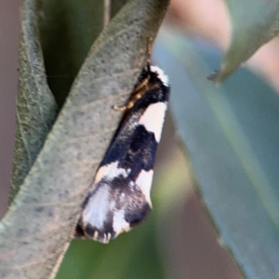 Philenora (genus) (A Tiger moth (Lithosiini)) at Port Macquarie, NSW - 3 Aug 2024 by Hejor1