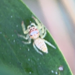 Opisthoncus sp. (genus) (Unidentified Opisthoncus jumping spider) at Port Macquarie, NSW - 2 Aug 2024 by Hejor1