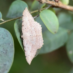 Luxiaria ochrophara (A Geometer moth) at Port Macquarie, NSW - 3 Aug 2024 by Hejor1