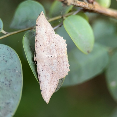 Luxiaria ochrophara (A Geometer moth) at Port Macquarie, NSW - 3 Aug 2024 by Hejor1