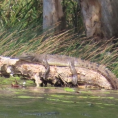 Crocodylus johnstoni (Freshwater Crocodile) at Archer River, QLD - 3 Aug 2024 by lbradley