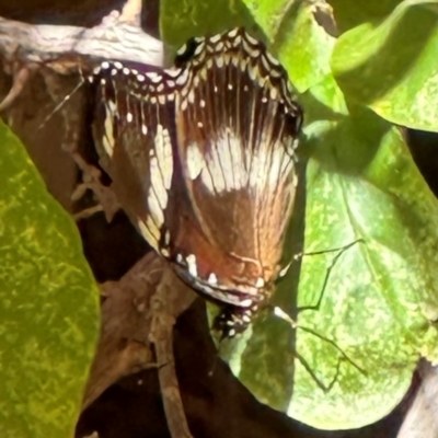 Hypolimnas bolina at Coen, QLD - 3 Aug 2024 by lbradley