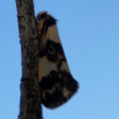 Philenora (genus) (A Tiger moth (Lithosiini)) at Alison, NSW - 3 Aug 2024 by Hejor1