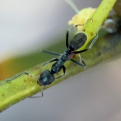 Anonychomyrma sp. (genus) at Alison, NSW - 3 Aug 2024 by Hejor1