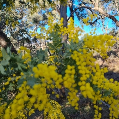 Acacia baileyana (Cootamundra Wattle, Golden Mimosa) at Isaacs, ACT - 3 Aug 2024 by Mike