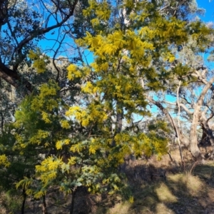 Acacia baileyana at Isaacs, ACT - 3 Aug 2024 03:04 PM