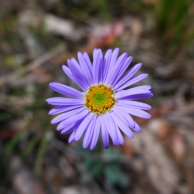 Brachyscome sp. (Cut-leaf Daisy) at Captains Flat, NSW - 7 Jan 2024 by MB