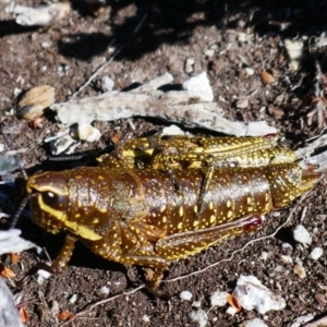 Monistria concinna at Munyang, NSW - 25 Mar 2024