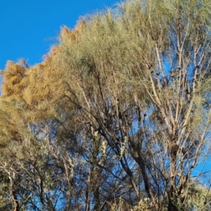 Allocasuarina verticillata at Isaacs, ACT - 3 Aug 2024 03:28 PM