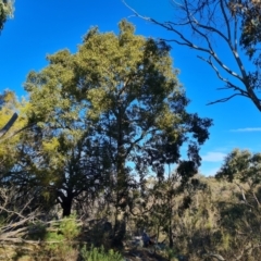 Brachychiton populneus subsp. populneus (Kurrajong) at Isaacs, ACT - 3 Aug 2024 by Mike