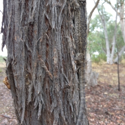 Pogona barbata at Greenleigh, NSW - 30 Dec 2016 by MB