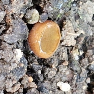 Aleuria sp. (genus) at Greenwich Park, NSW - 3 Aug 2024