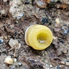 Aleurina ferruginea (Fleshy Cup Fungus) at Greenwich Park, NSW - 3 Aug 2024 by trevorpreston