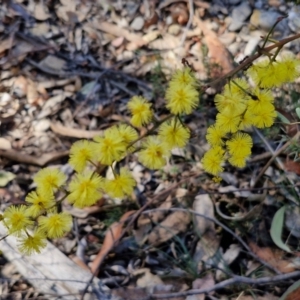 Acacia terminalis at Greenwich Park, NSW - 3 Aug 2024