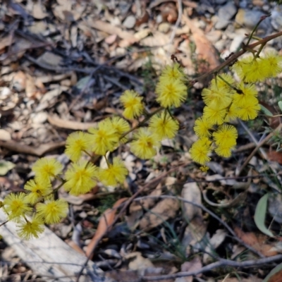 Acacia terminalis (Sunshine Wattle) at Greenwich Park, NSW - 3 Aug 2024 by trevorpreston