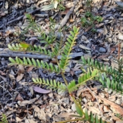 Acacia terminalis at Greenwich Park, NSW - 3 Aug 2024