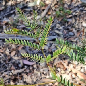 Acacia terminalis at Greenwich Park, NSW - 3 Aug 2024