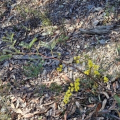 Acacia terminalis at Greenwich Park, NSW - 3 Aug 2024