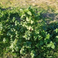 Urtica urens (Small Nettle) at Symonston, ACT - 3 Aug 2024 by Mike