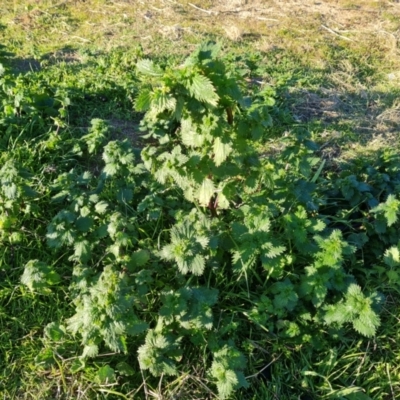 Urtica urens (Small Nettle) at Symonston, ACT - 3 Aug 2024 by Mike