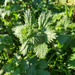 Urtica urens at Symonston, ACT - 3 Aug 2024