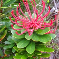 Telopea truncata (Tasmanian Waratah) at Cape Pillar, TAS - 29 Nov 2016 by MB