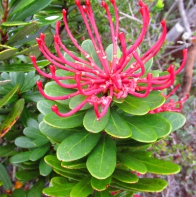 Telopea truncata (Tasmanian Waratah) at Cape Pillar, TAS - 29 Nov 2016 by MB