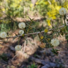 Acacia ulicifolia at Greenwich Park, NSW - 3 Aug 2024 01:52 PM