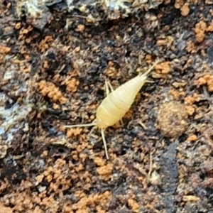 Atelurinae (subfamily) at Greenwich Park, NSW - 3 Aug 2024 01:50 PM