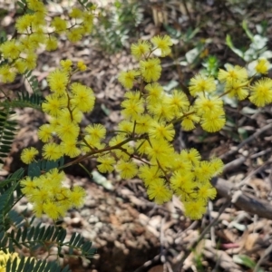 Acacia terminalis at Greenwich Park, NSW - 3 Aug 2024 01:49 PM