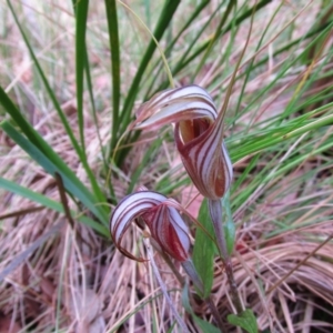 Diplodium coccinum at Kambah, ACT - suppressed