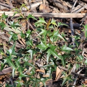 Podolobium ilicifolium at Greenwich Park, NSW - 3 Aug 2024 01:48 PM