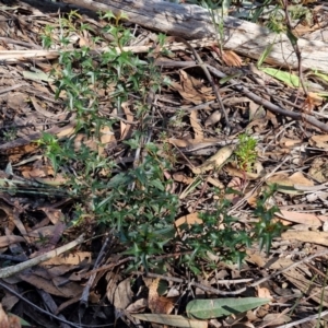 Podolobium ilicifolium at Greenwich Park, NSW - 3 Aug 2024 01:48 PM