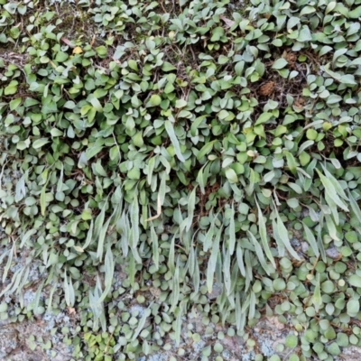 Pyrrosia rupestris (Rock Felt Fern) at Brayton, NSW - 3 Aug 2024 by trevorpreston